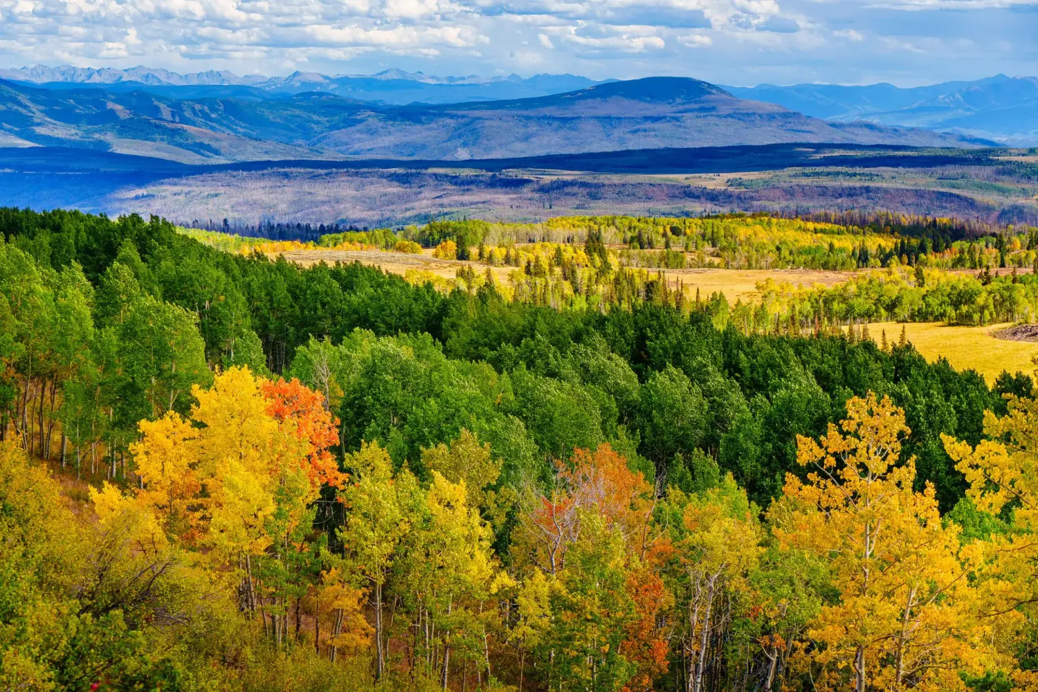 Colorful aspen forest with distant mountain range